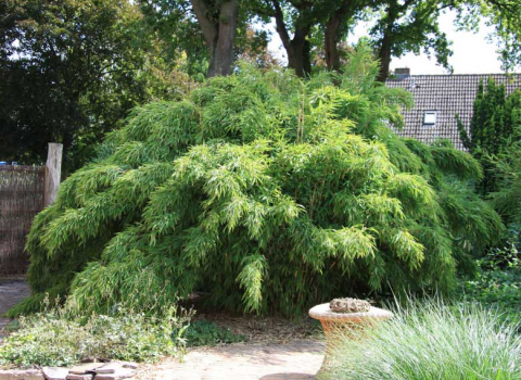 Fargesia murielae 'Jumbo'