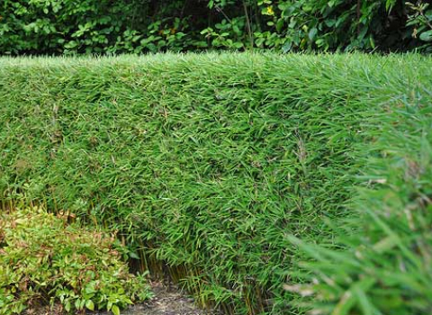 Fargesia Murieliae ‘Green Hedge’ 