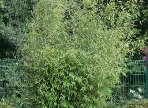Fargesia Nitida 'Great Wall'