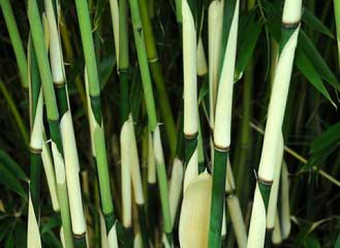 Fargesia Robusta 'Pingwu'
