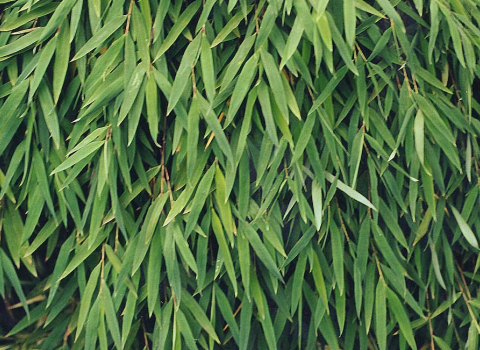 Fargesia Utilis