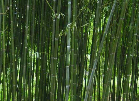 Phyllostachys Bissetii