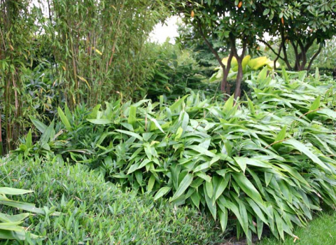 Indocalamus tessellatus