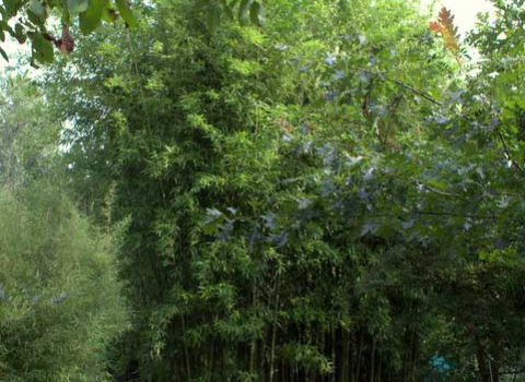 Phyllostachys atrovaginata 'Green Perfume'