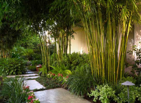 Phyllostachys Aurea
