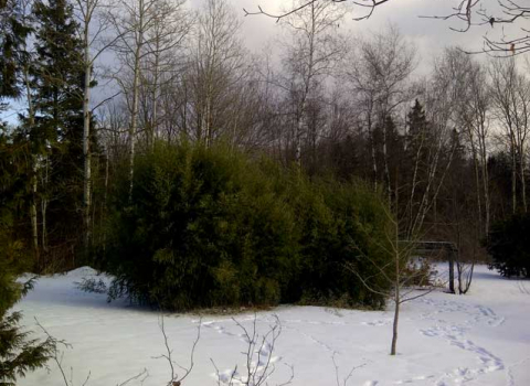 Phyllostachys aureosulcata ’Alata’