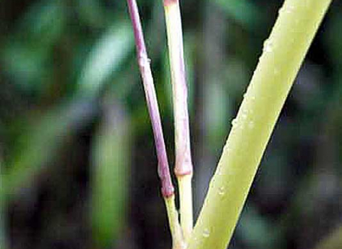 Phyllostachys Flexuosa