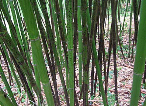 Phyllostachys glauca 'Yunzhu'