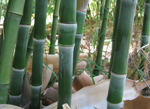 Phyllostachys heteroclada f. Solida
