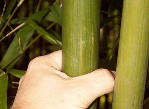 Phyllostachys Nuda