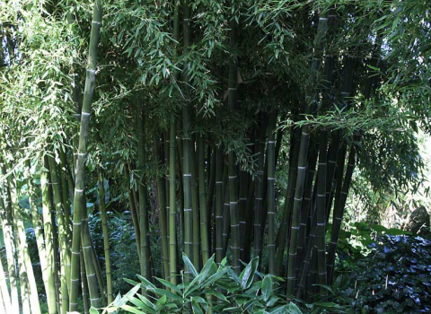 Phyllostachys parvifolia