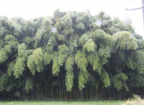 Phyllostachys viridiglaucescens