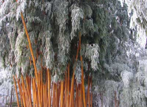 Phyllostachys vivax 'Aureocaulis'
