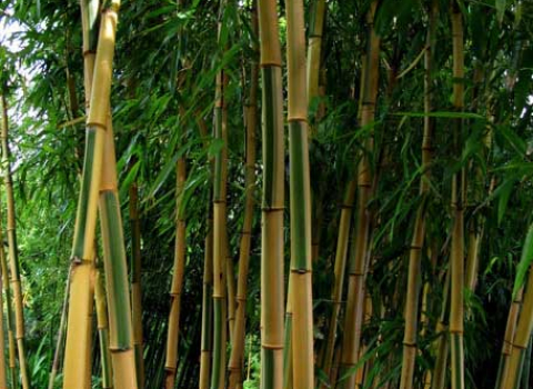 Phyllostachys vivax 'Huangwenzhu-inversa'