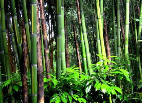 Phyllostachys vivax 'Huanwenzhu'