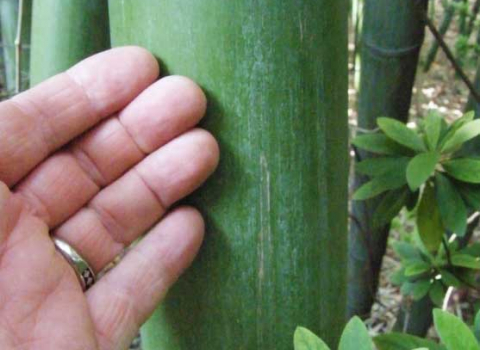 Phyllostachys vivax 'McClure'