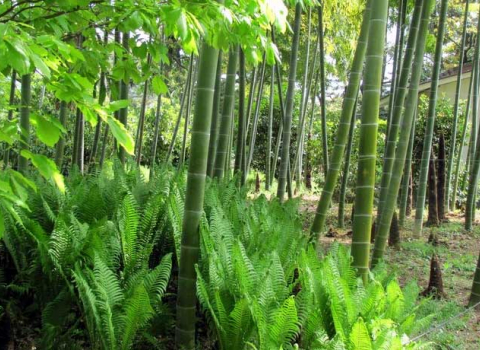 Phyllostachysedulis Moso