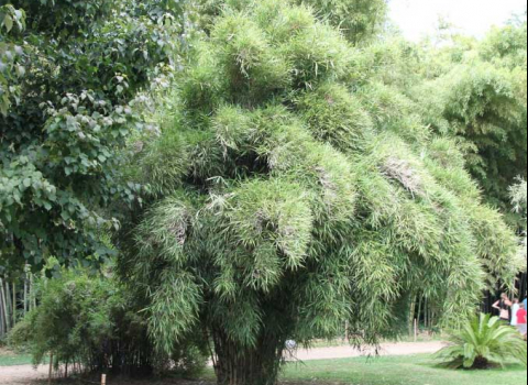 Pleioblastus linearis