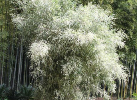 Pleioblastus simonii 'Heterophyllus' 