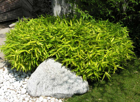 Pleioblastus viridistriatus