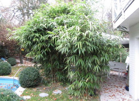Pseudosasa japonica