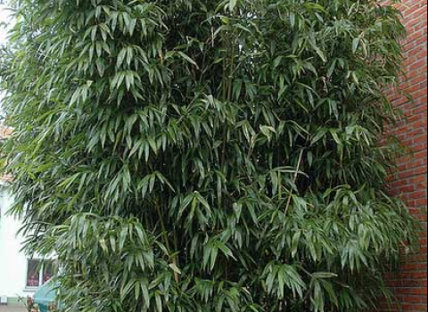 Semiarundinaria fastuosa 'Viridis'