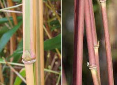 Semiarundinaria yashadake 'Kimmei'