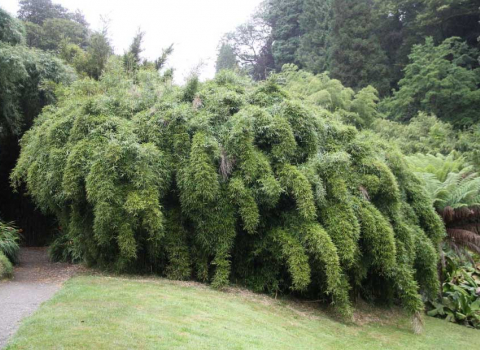Yushania anceps