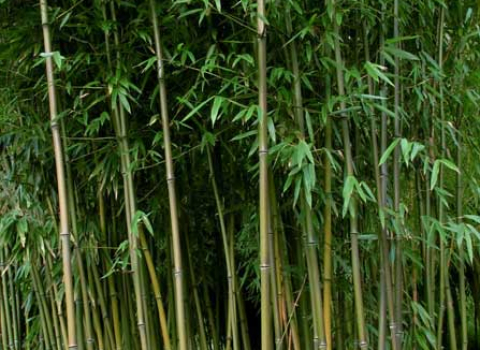 Phyllostachys humilis