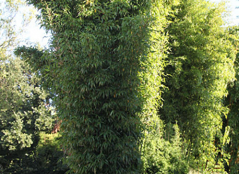 Semiarundinaria fastuosa