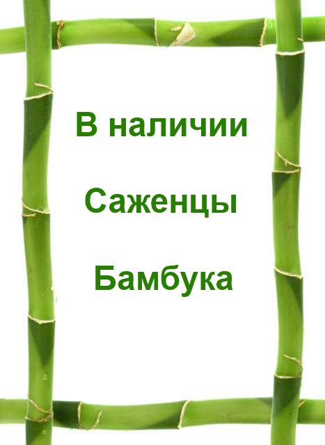 bambuk-v-nalichiiw