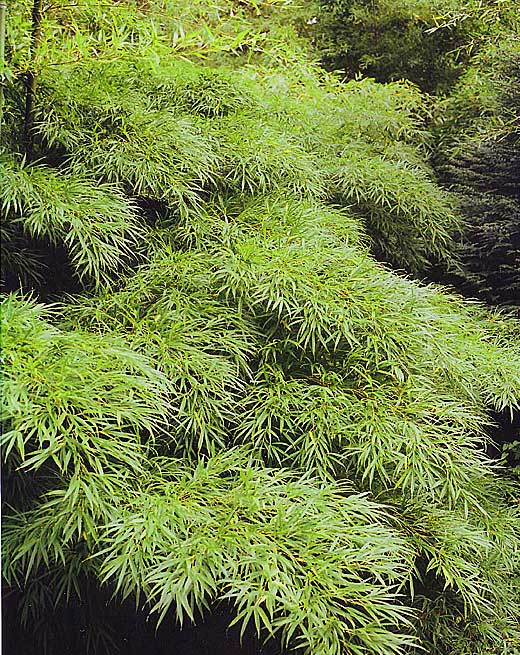 Листья бамбука Qiongzhuea tumidinoda
