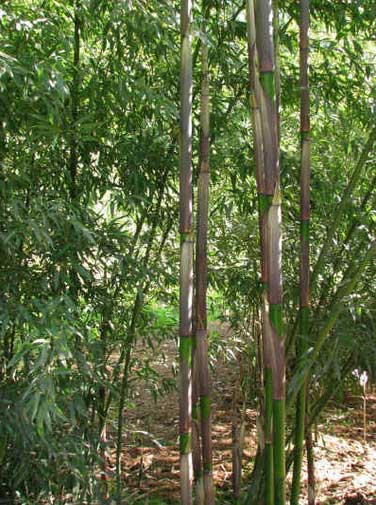 Молодые стебли "Красивый Бамбук" Phyllostachys ‘Decora‘