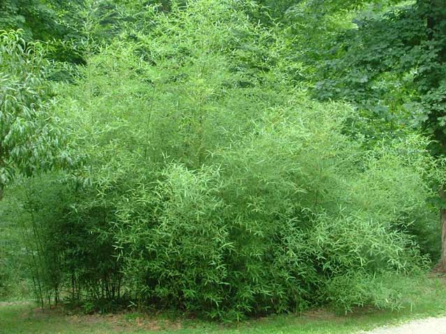 Молодой "Красивый Бамбук" Phyllostachys ‘Decora‘