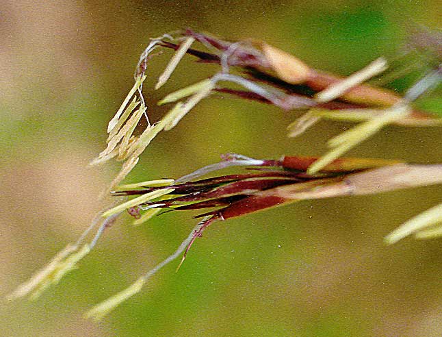 Цветок бамбука Phyllostachys Flexuosa