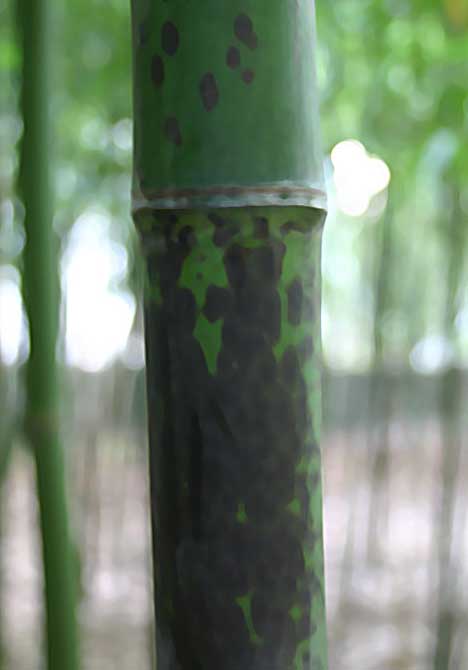 Пятнистый стебель бамбука Phyllostachys glauca 'Yunzhu'