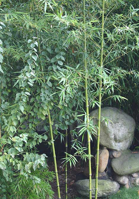 Высокий пятнистый бамбук Phyllostachys glauca 'Yunzhu' в декоративном садоводстве