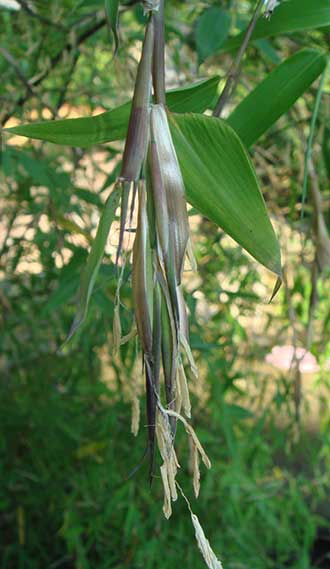 Цветок бамбука Phyllostachys glauca 'Yunzhu'