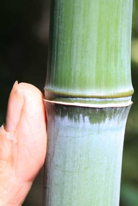 Phyllostachys Glauca