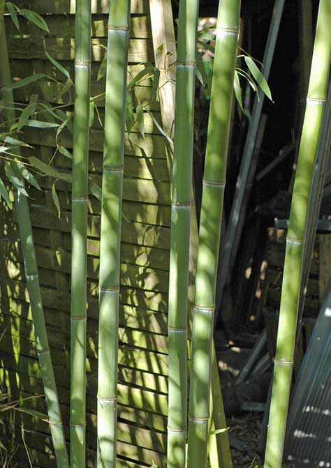 Стебли бамбука Phyllostachys Glauca