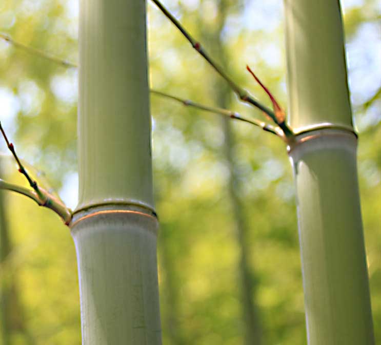 Стебли бамбука Phyllostachys Glauca