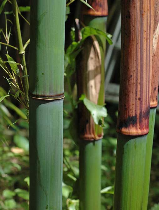 Стебли бамбука Phyllostachys Glauca