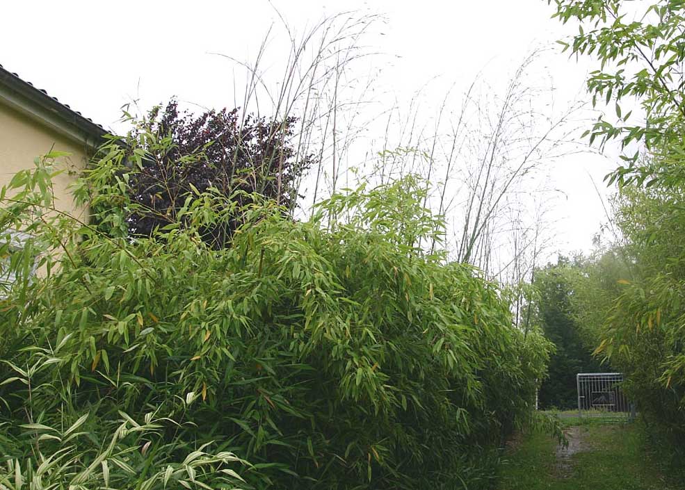 Бамбук Phyllostachys Glauca