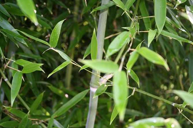 Листья бамбука Phyllostachys heteroclada f. Solida