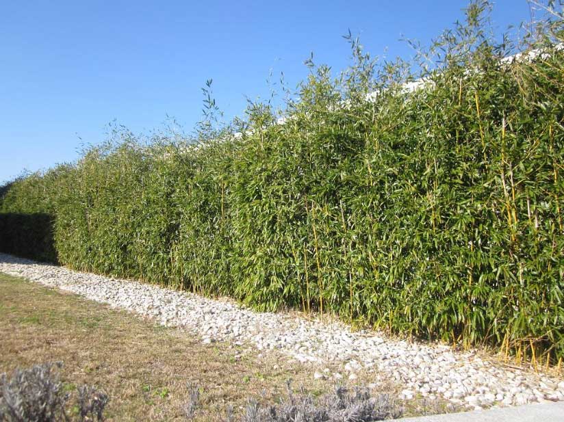 Phyllostachys humilis высокая живая изгородь