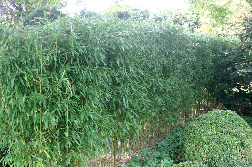 Phyllostachys humilis формованная живая изгородь
