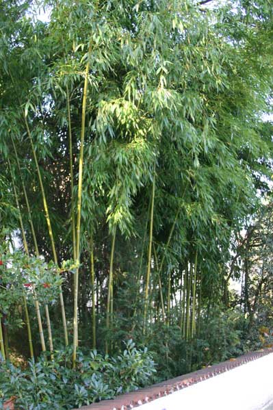 Гигантский бамбук Phyllostachys viridiglaucescens в садовом дизайне