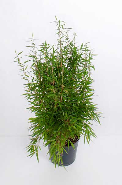 sazhency bambuk fargesia murielae
