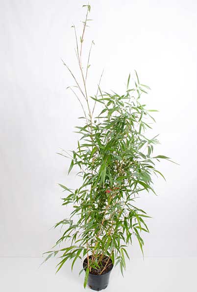 sazhency bambuk phyllostachys-vivax aureocaulis