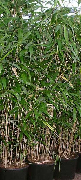 sazhency bambuk pseudosasa japonica